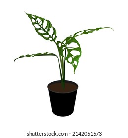 A mostera (Monstera Obliqua) plant isolated on the white background, monstera vector illustration.