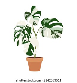 A mostera (Monstera Variegata) plant isolated on the white background, monstera vector illustration.