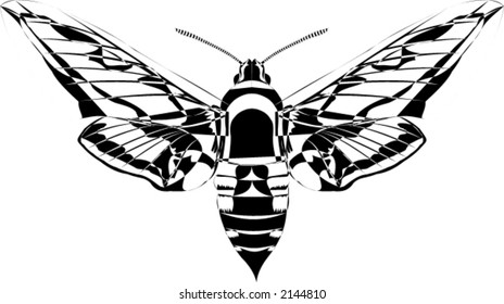 Moth