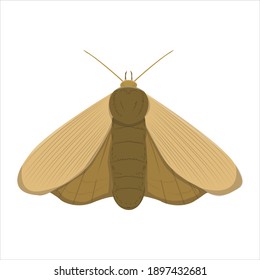 Moth For Animal Vector Illustration