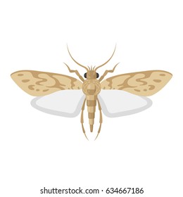 Moth bug vector illustration on white background. Top view of an insect pest of a butterfly moth.