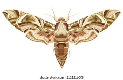 Moth, butterfly. Daphnis nerii. The moth is a mystical symbol and talisman. Stock vector illustration isolated on white background
