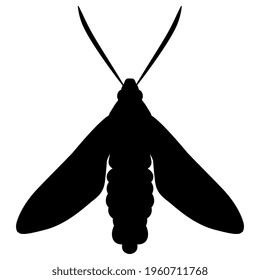 Moth butterfly Hummingbird clearwing. Hemaris Thysbe. Black silhouette on white background.