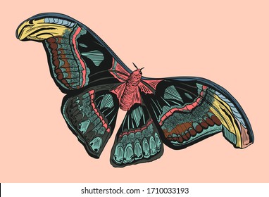 Moth, butterfly illustration, engraving, line art, vector color illustration Isolated