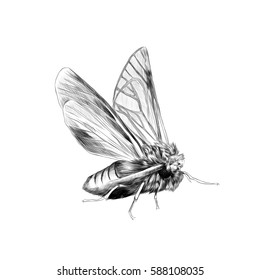 moth butterfly sketch vector