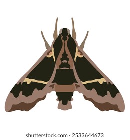 Moth Cizara sculpta. Beautiful Sphingida butterfly with spotted winged. Insect animal design. Isolated vector illustration.
