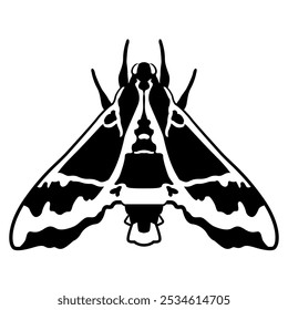 Moth Cizara sculpta. Beautiful Sphingida butterfly with spotted winged. Insect animal design. Black and white silhouette.