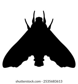 Moth Cizara sculpta. Beautiful Sphingida butterfly with spotted winged. Insect animal design. Black silhouette on white background.