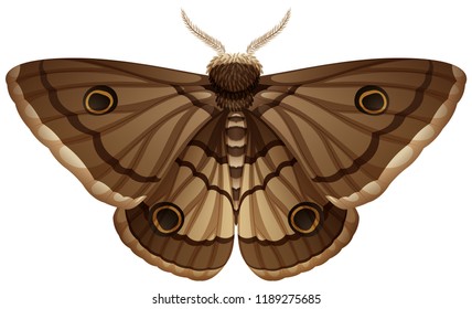 Moth closeup white background illustration