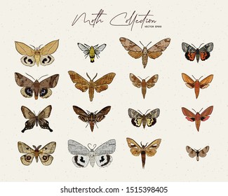 Moth Collection, Hand Draw Sketch Vector.