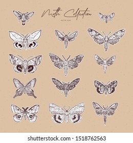 Moth collection, hand draw sketch vector.