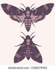 The moth is a Death's Head with folded and spread wings. Design set. Hand drawn engraving. Editable vector vintage illustration. Isolated on light background. 8 EPS