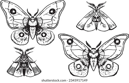 Moth dirty black and white hand drawn graphics line art. Witch theme Halloween clipart for party invitation flyer. Gothic style illustration packaging design print set of beautiful insects aesthetics