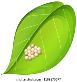 Moth eggs on leaf illustration