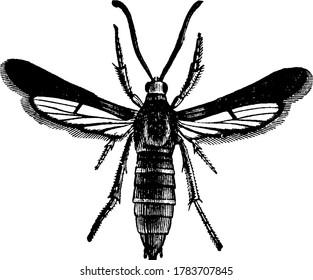 The moth of the Grapevine Root Borer (Memthyrus polistiformis), vintage line drawing or engraving illustration.