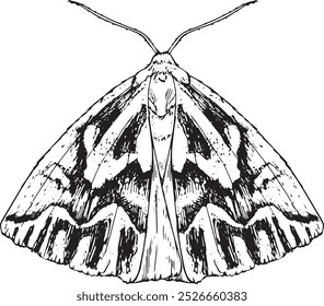 Moth - hand drawn symmetrical vector insect illustration - with brushpen, like vintage engravings or ink drawings - isolated on transparant background