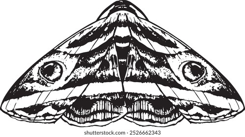Moth - hand drawn symmetrical vector insect illustration