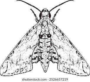 Moth - hand drawn vector insect illustration