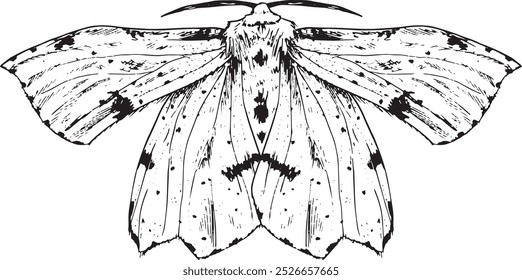 Moth - hand drawn vector insect illustration