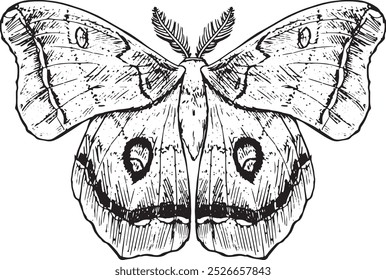 Moth - hand drawn vector insect illustration