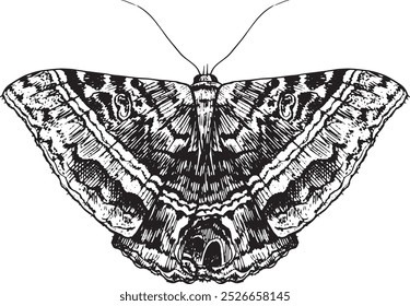 Moth - hand drawn vector insect illustration