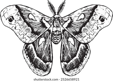 Moth - hand drawn vector insect illustration