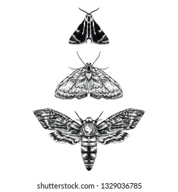 Moth illustration black and white