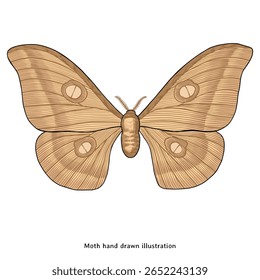 Moth Illustration – Hand Drawn Insect in Classic Engraving Style