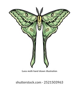 Moth illustration. Luna moth hand drawn illustration