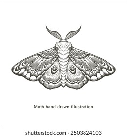 Moth illustration. Moth vintage illustration. Moth hand drawn illustration in vintage engraving style. Moth sketch