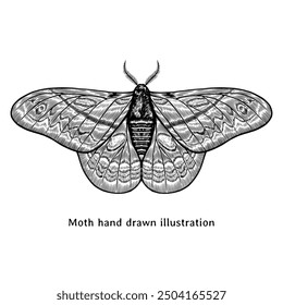 Moth illustration. Moth vintage illustration. Moth hand drawn illustration. Moth sketch in vintage engraving style