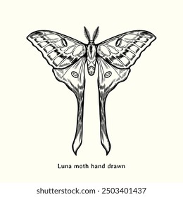 Moth illustration. Moth vintage illustration. Luna moth hand drawn illustration in vintage engraving style. Moth sketch