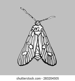 Moth. Insect in monochrome. Wildlife, fauna. Vector illustration.