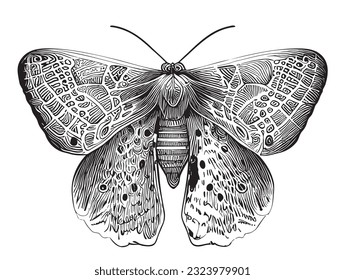 Moth insect sketch hand drawn in doodle style illustration