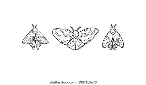 Moth insect vector set illustration collection outline sketch drawing design. Butterfly beauty bug ornament cartoon style hand drawn. Different moth insect wing position. Black outline silhouette art.