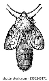 Moth Just Emerged which it has just emerged from the pupa vintage line drawing or engraving illustration.