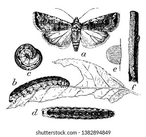 Moth Larva Eggs Where Moth Considered Stock Vector (Royalty Free ...