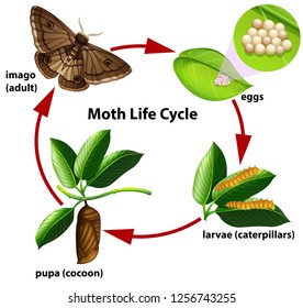 Moth Life Cycle Diagram Illustration