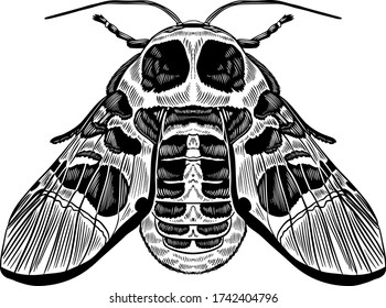 Moth line art illustration vector. Wild life insect. Creative bohemia concept for wedding invitations, cards, tickets, branding, logo, label.