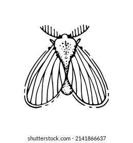 Moth line art. Mysterious butterfly. Winged insect. Mystical talisman of immortality, rebirth and death. Hand drawn vector illustration. Magic talisman. Nocturnal flying Lepidoptera creature.