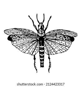 Moth, mole, butterfly. Black and white, vector, simple image of moth, insect, doodle. For websites, web graphics, children's books, logos, labels.