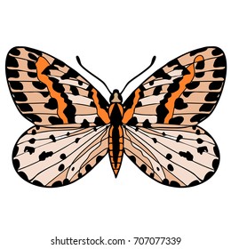 Moth. Piglet of gooseberry. Color vector illustration.