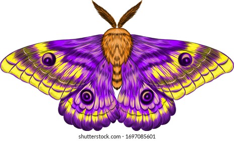 moth purple Morph fabulous beautiful