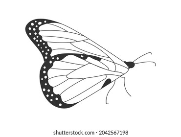 Moth side view. Beautiful butterfly with long wings sits on surface. Design element for books, magazines and websites. Cartoon contemporary flat vector illustration isolated on white background