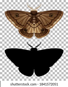 Moth and its silhouette on transparent background illustration