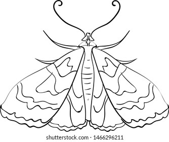 Moth sketch, illustration, vector on white background.