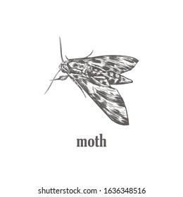 Moth sketch vector illustration. Moth butterfly