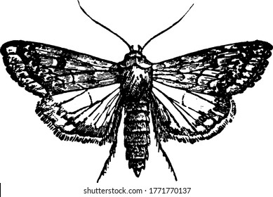 The moth of the species Heliothis armiger, that has darker forewings and diagonal bars in its hindwings, vintage line drawing or engraving illustration.