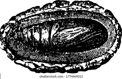 The moth in the stage of pupa, Heliothis armiger species, in its underground cell, vintage line drawing or engraving illustration.
