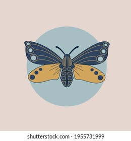 Moth vector illustration. Butterfly template. 